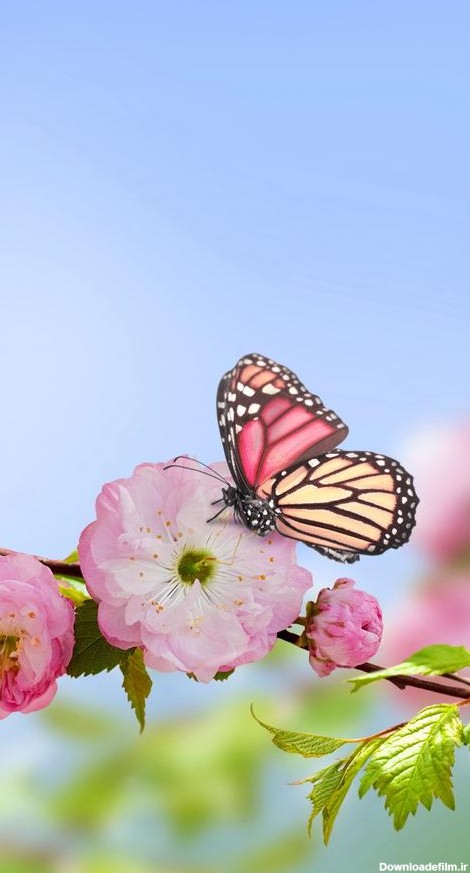 تصاویری زیبا از گل و شکوفه مخصوص پس زمینه موبایل :: آوای طبیعت