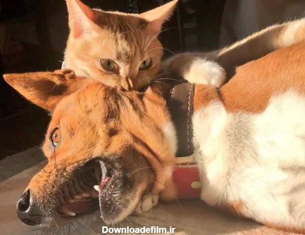 عکس خنده دار سگ و گربه