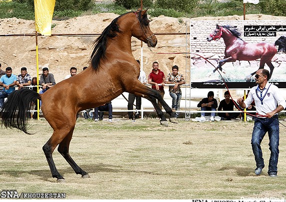 جشنواره بین المللی زیبایی اسب اصیل عرب در اهواز (عکس)