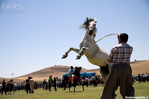 خبرآنلاین - جشنواره اسب اصیل ایرانی، نژاد کرد