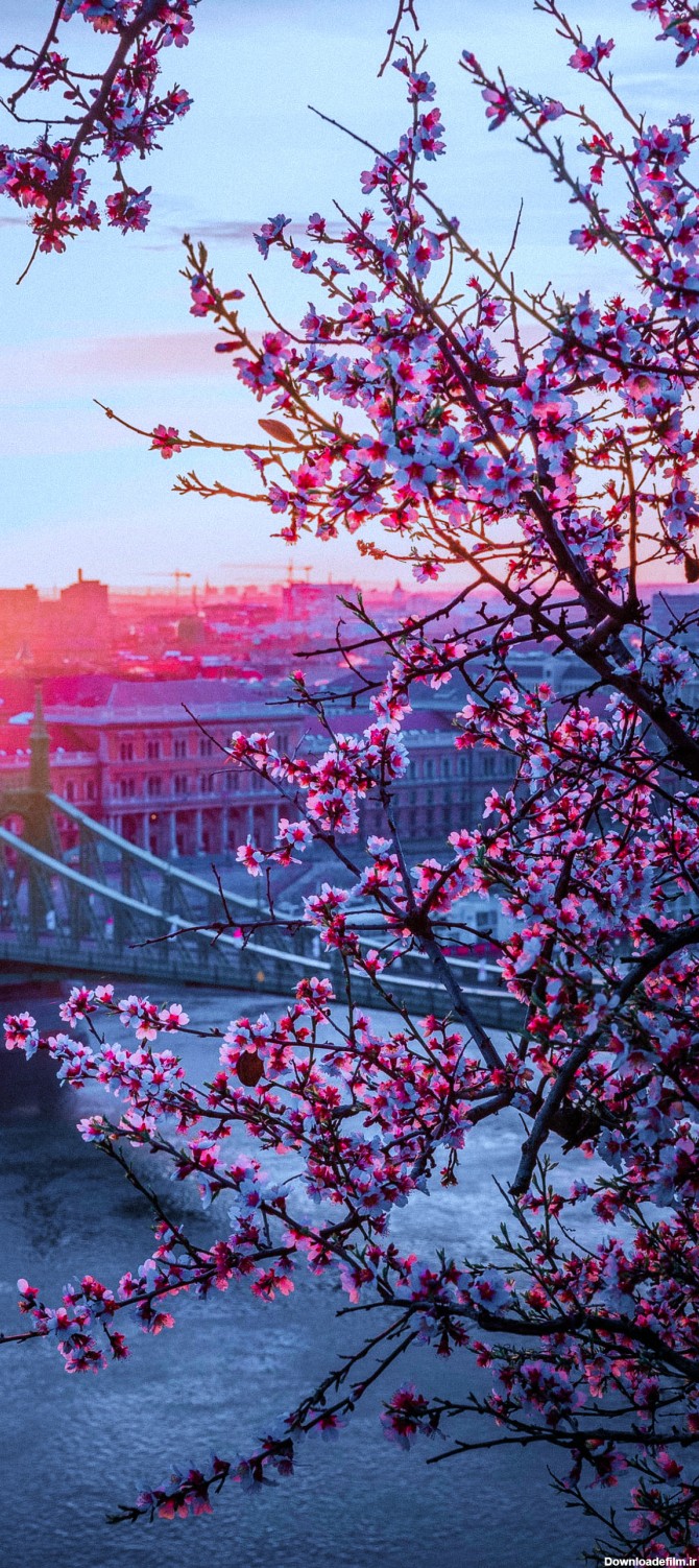 تصویر زمینه شکوفه بهاری