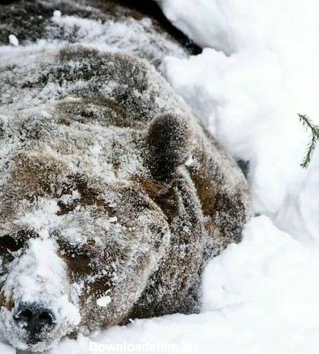 خواب زمستانی خرس ها هوشمندانه تر از چیزی است که انسان تصو - عکس ویسگون
