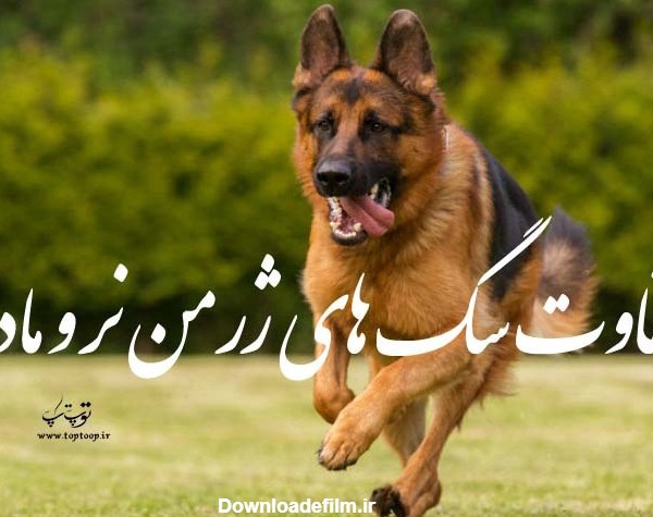 تفاوت سگ های ژرمن نر و ماده - تــــــــوپ تـــــــــاپ