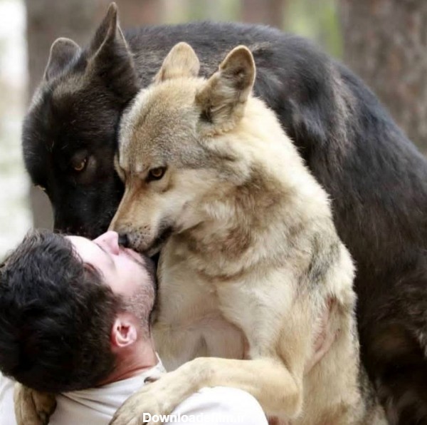 زندگی شگفت انگیز مرد روسی با گرگ‌ها