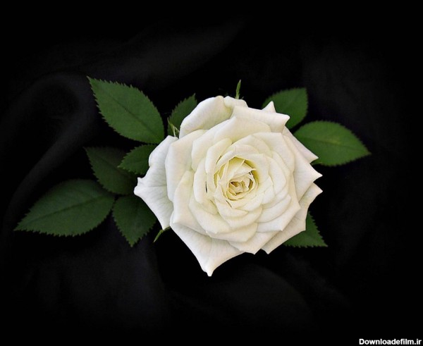 دانلود عکس رز سفید با زمینه مشکی برای پروفایل دخترانه تلگرام