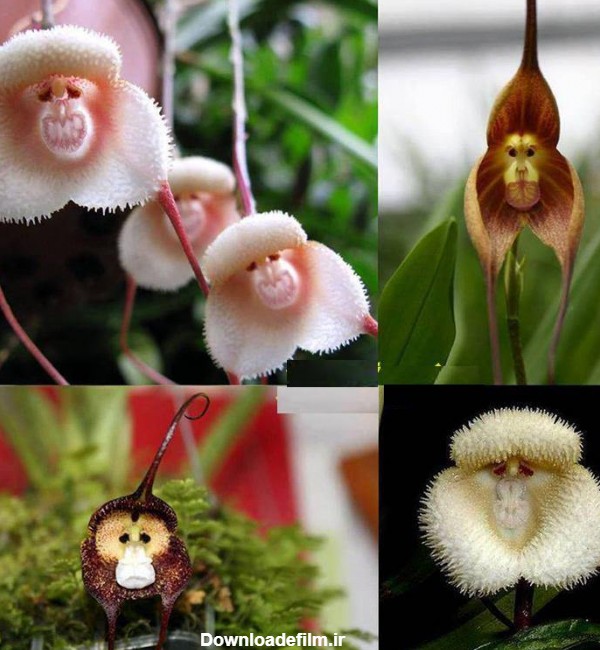 معرفی جامع انواع گل میمون و خواص گیاه میمون + عکس