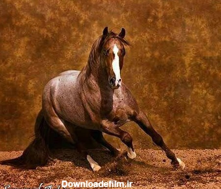 مدل نقاشی اسب