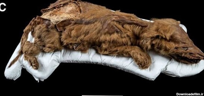 فرارو | تصویری از کشف یک توله گرگ ۵۷۰۰۰ ساله