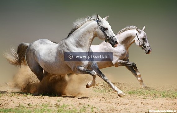 عکس با کیفیت از دویدن اسب های سفید در خاک