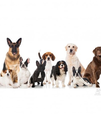 بیماری های شایع در نژادهای مختلف سگ