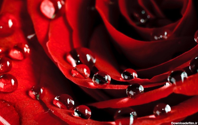 گل رز قرمز با قطرات ريز شبنم از نزديک