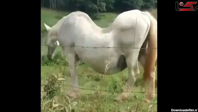 اسب باردار را دیده اید؟ + فیلم