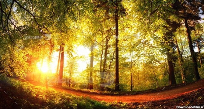 عکس تبلیغاتی طبیعت نور خورشید در پاییز