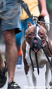قوانین نژادهای خاص سگ - ویکی‌پدیا، دانشنامهٔ آزاد