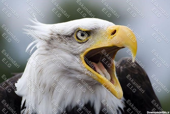 عقاب سر طاس : تولید مثل و تغذیه عقاب های سر طاس