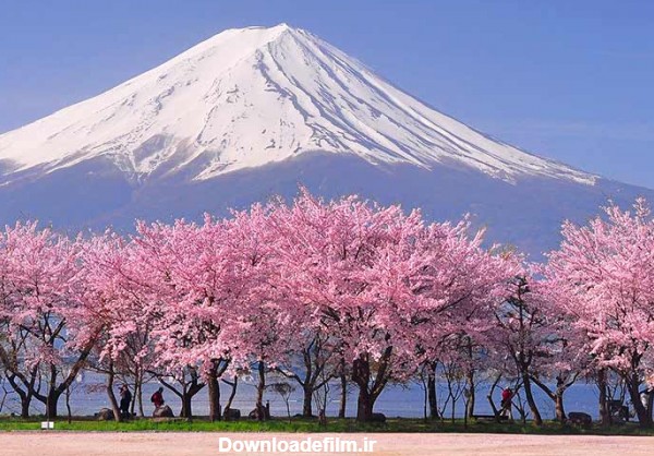 شکوفه گیلاس در ژاپن