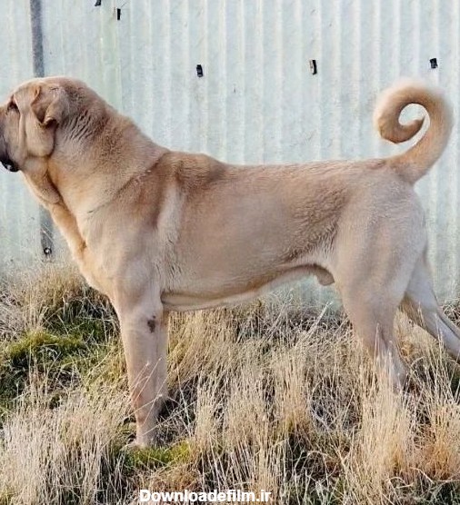 سگ پژدر - ویکی‌پدیا، دانشنامهٔ آزاد