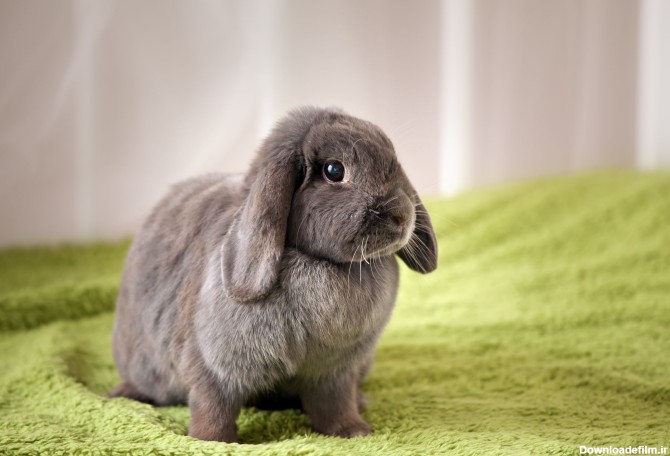 طول عمر خرگوش ها چقدر است؟ نکات مهم برای افزایش عمر خرگوش های ...
