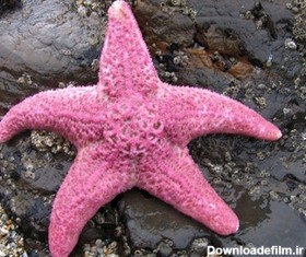 ستاره های دریایی