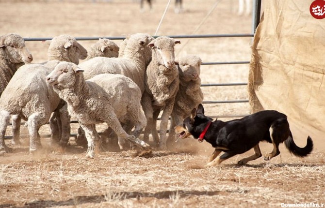 (ویدئو) حمله گوسفندان به سگ گله؛ تکنیک شگفت‌انگیز سگ برای کنترل اوضاع!