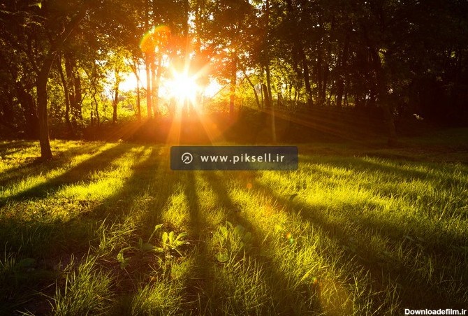 دانلود تصویر HD و با کیفیت از تلالو نور خورشید از میان درختان