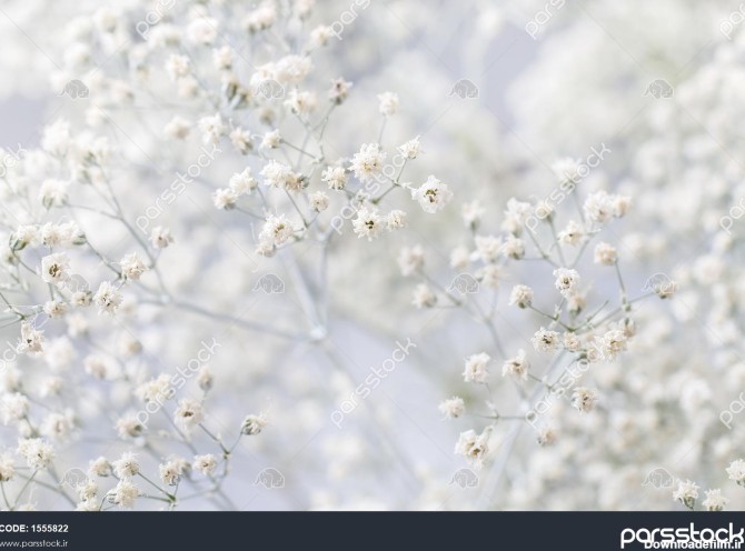 پس زمینه با گلهای ریز سفید تمرکز تار و انتخابی 1555822
