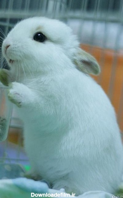 عکس خرگوش - عکس نودی
