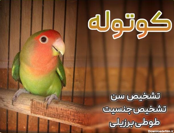 تشخیص سن و جنسیت طوطی برزیلی - تهران طوطی