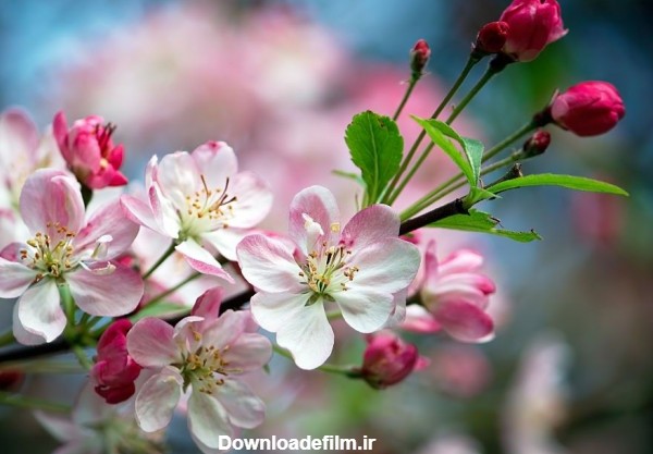 55 عکس با کیفیت و دیدنی شکوفه سیب بهاری