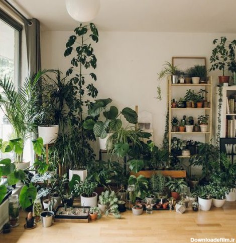 لیست گیاهان آپارتمانی