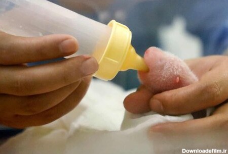عکس روز: شیر خوردن بچه‌ پاندا - همشهری آنلاین