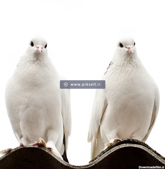 عکس با کیفیت از دو کبوتر سفید روی بام با پس زمینه سفید