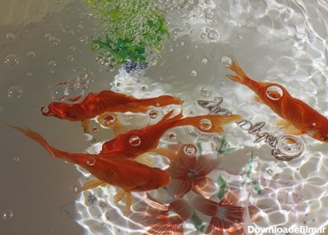 ماهی گلی؛ عضو جدانشدنی سفره هفت سین + تصاویر - تسنیم