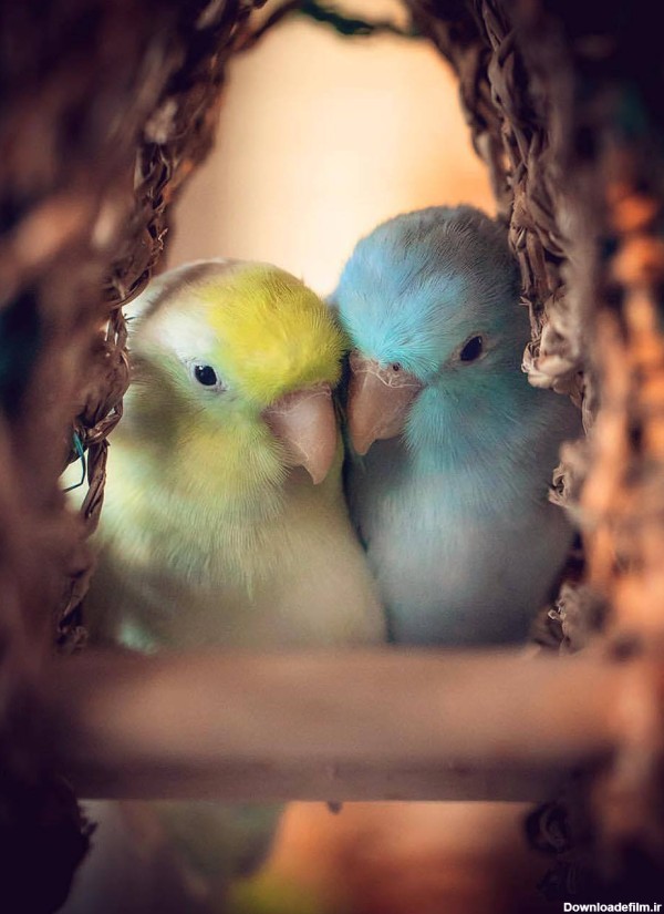 متن پرنده با برگزیده جملات احساسی عاشقانه درباره پرنده