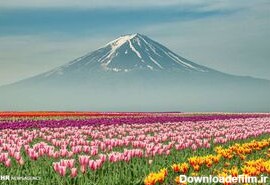 مشرق نیوز - تصاویر زیبا از گل‌های بهاری در جهان