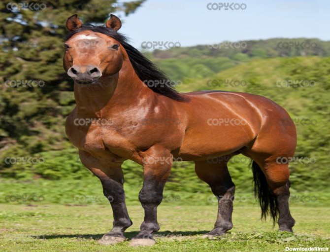 زیباترین اسب جهان