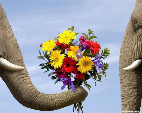 حیوانات والپیپر عاشقانه فیل - عکس ویسگون