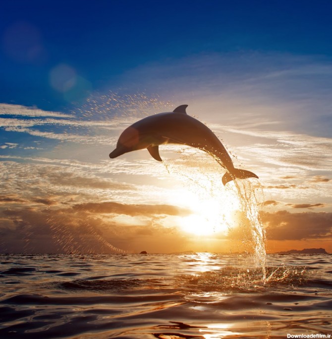 دانلود تصویر شاتر استوک دلفین ها در حال پرش با پس زمینه غروب ...