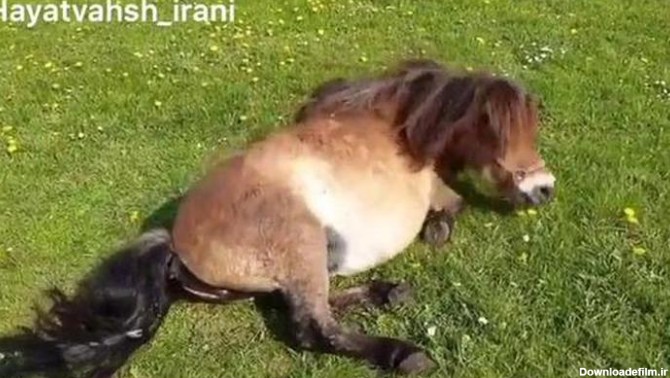 کوچکترین اسب دنیا«زایمان» - فیلو
