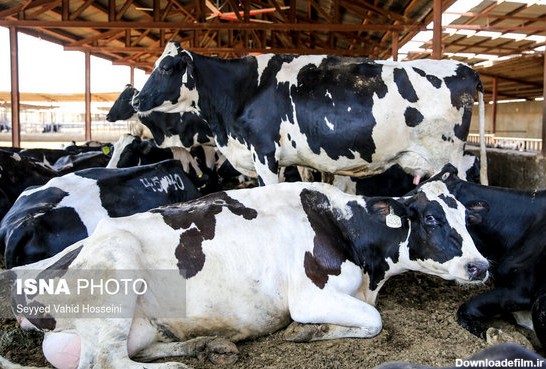 زایمان و پرورش گاوها در گاوداری (عکس)