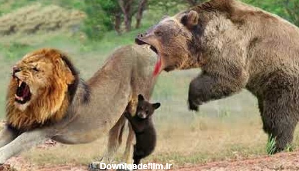 حملات حیوانات وحشی _ نبرد دیدنی بین شیر و خرس