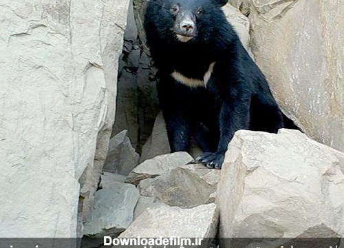 تصویربرداری از خرس سیاه آسیایی در استان هرمزگان (+عکس)