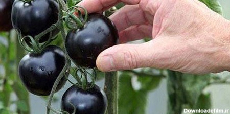 عکس/ پرورش گوجه‌ فرنگی سیاه رنگ