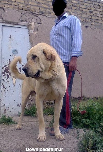 عکس سگ عراقی