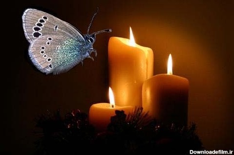 آخرین خبر | شمع ........ پروانه و گلش شما مهربونها هستيد