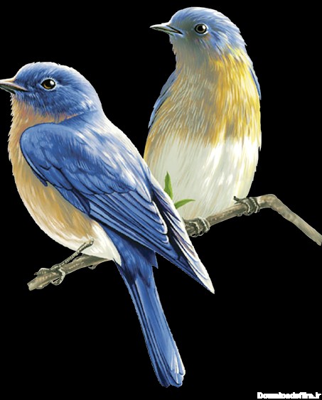 عکس PNG پرنده - دوتا پرنده با پرهای آبی روی شاخه - PNG Bird Logo ...