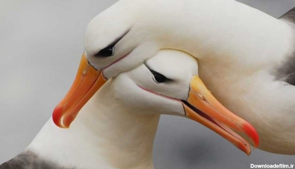 متن پرنده با برگزیده جملات احساسی عاشقانه درباره پرنده