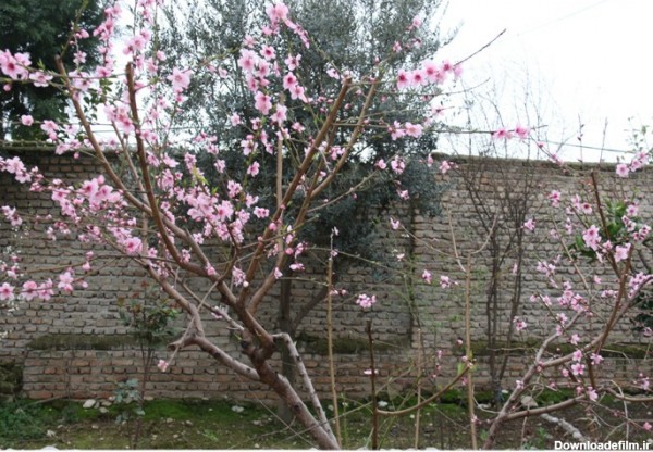 گلستان ما - تصاویر / شکوفه های زیبای بهاری در روستاهای غرب گرگان