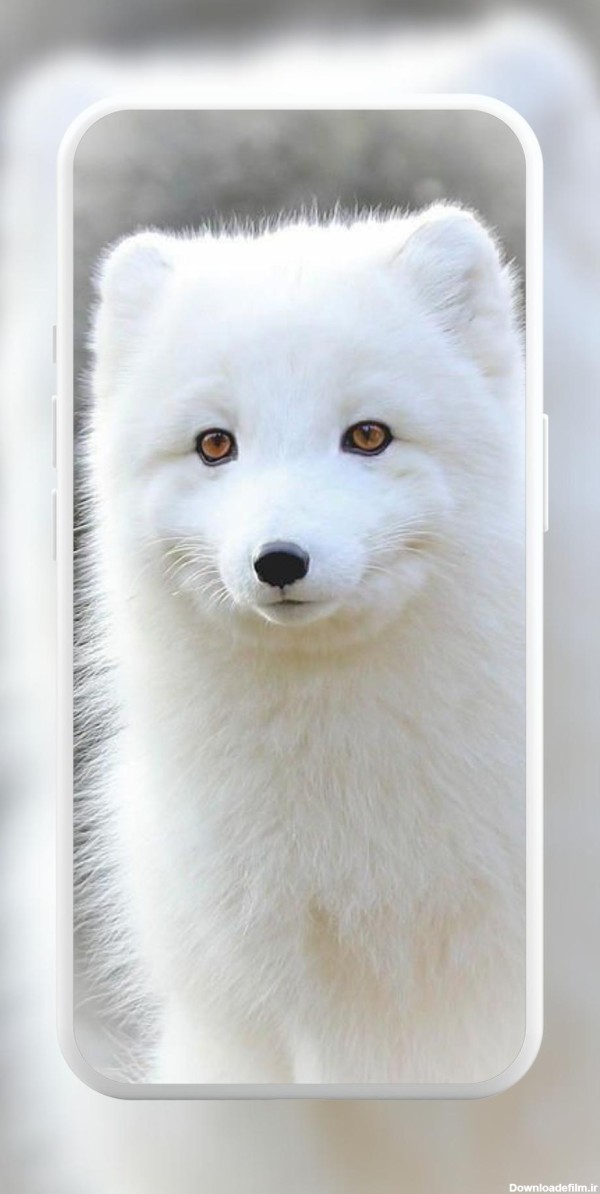 تصویر زمینه روباه قطبی APK برای دانلود اندروید