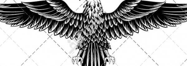 دانلود عکس عقاب برای تاتو